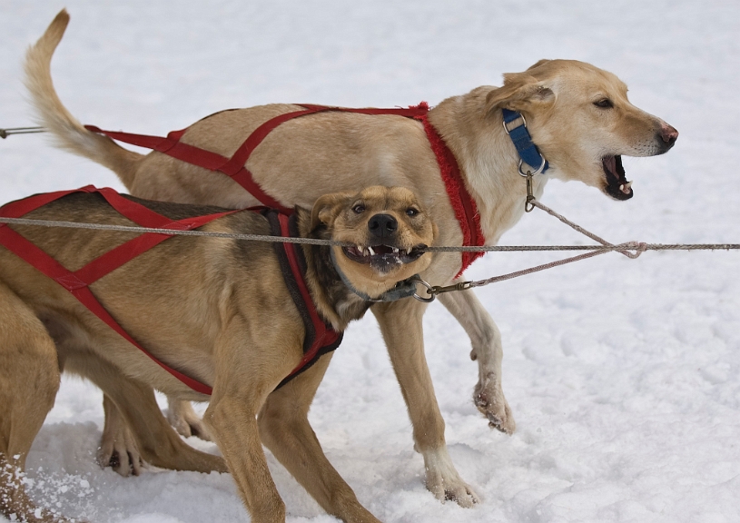 2009-03-14, Competition de traineaux a chiens au Bec-scie (143115).jpg - Dans l'attente du départ